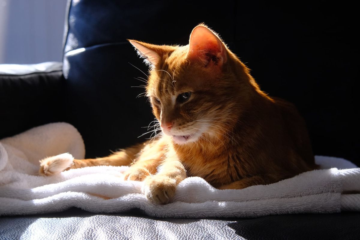 Orange tabby lying down on a white towel on a black leather chair in the sun, half his face in shadow, the rest of his face outlined in sunlight
