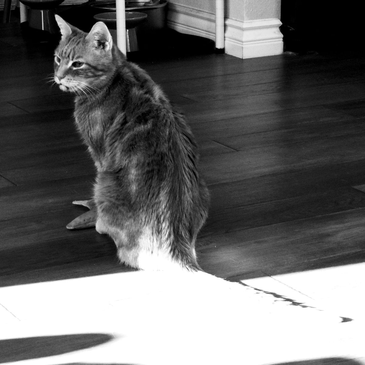 Square-framed black and white picture of an orange tabby sitting on a hardwood floor with his tail in bright sunlight, almost invisible