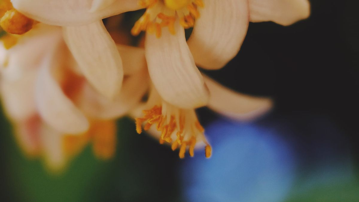 Macro of lemon tree blossoms, with a slice of focus on a few stamens of the middle flower; green and blue amorphous shapes in the background