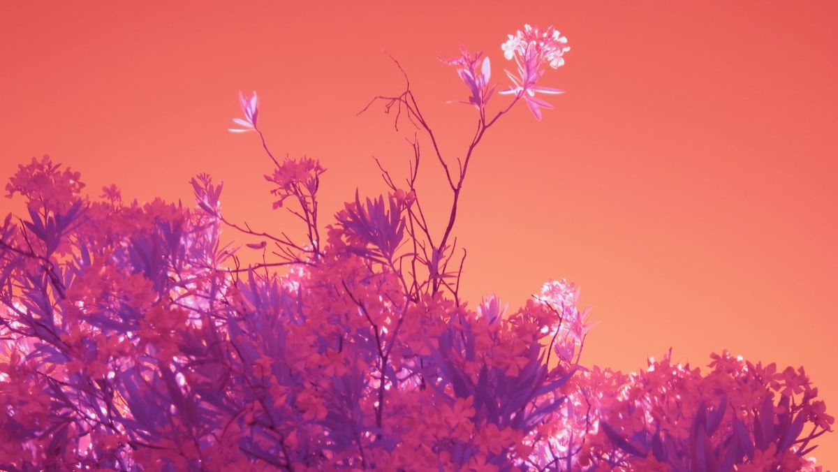Infrared picture of a flowering tree in late afternoon light