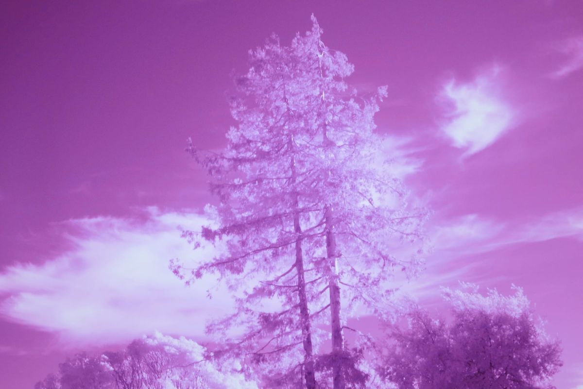 Fantasy infrared picture of unknown tall trees against a partly cloudy sky, the sky a medium-dark violet, clouds and trees a cooler lighter violet