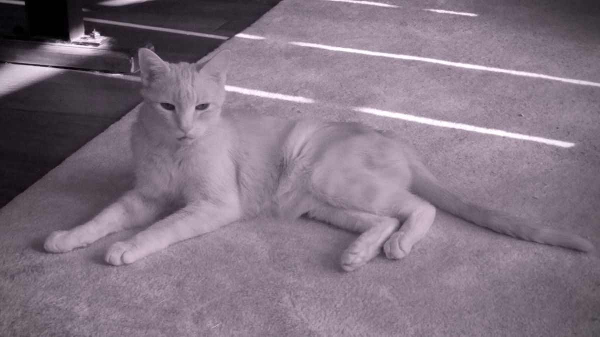 Infrared picture of an orange tabby lying on a rug on the floor; the cat is mostly white except for hints of his darker orange markings appearing as slightly darker off-white markings