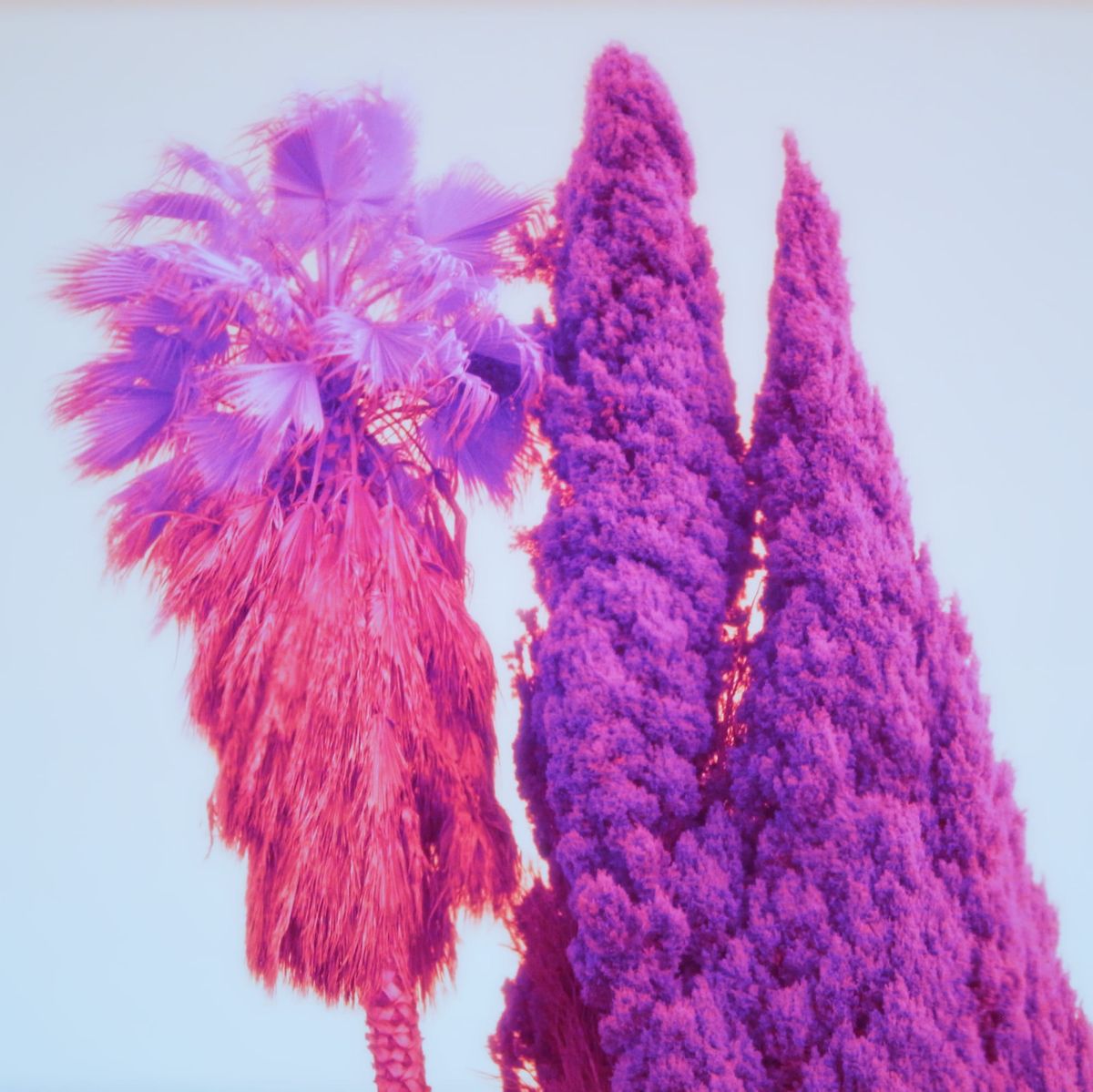 Surreally colored picture of a palm tree next to two evergreen trees, colored pinks and purples from infrared photography and additional editing