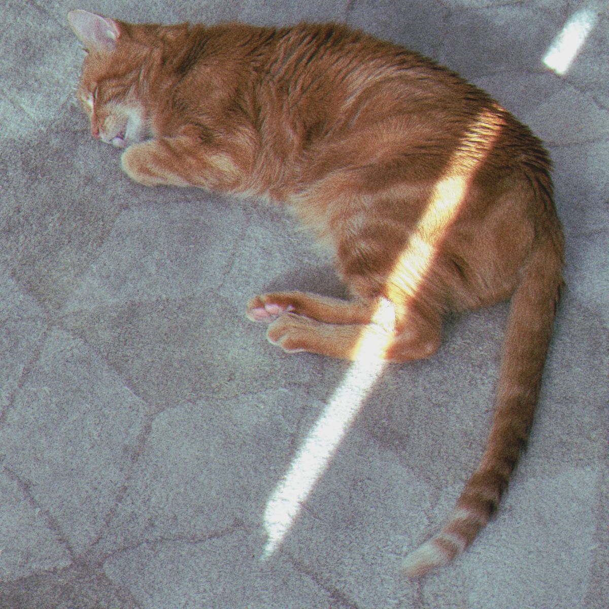 Orange tabby lying on his side on a rug with geometric pattern, a sliver of sunlight cutting across his lower torso and feet