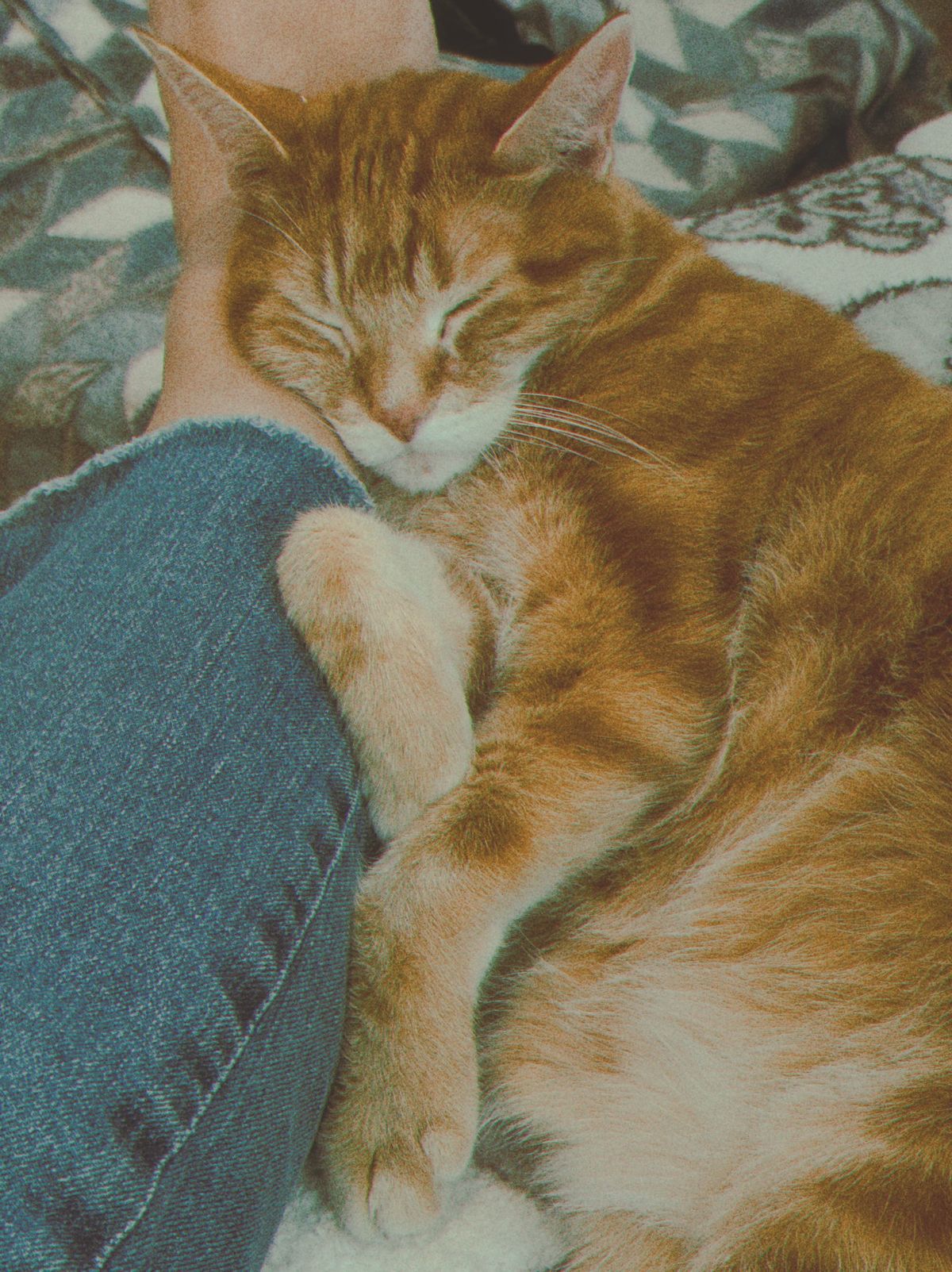 A faded, vintage-looking image of an orange tabby with his face smushed against someone’s leg