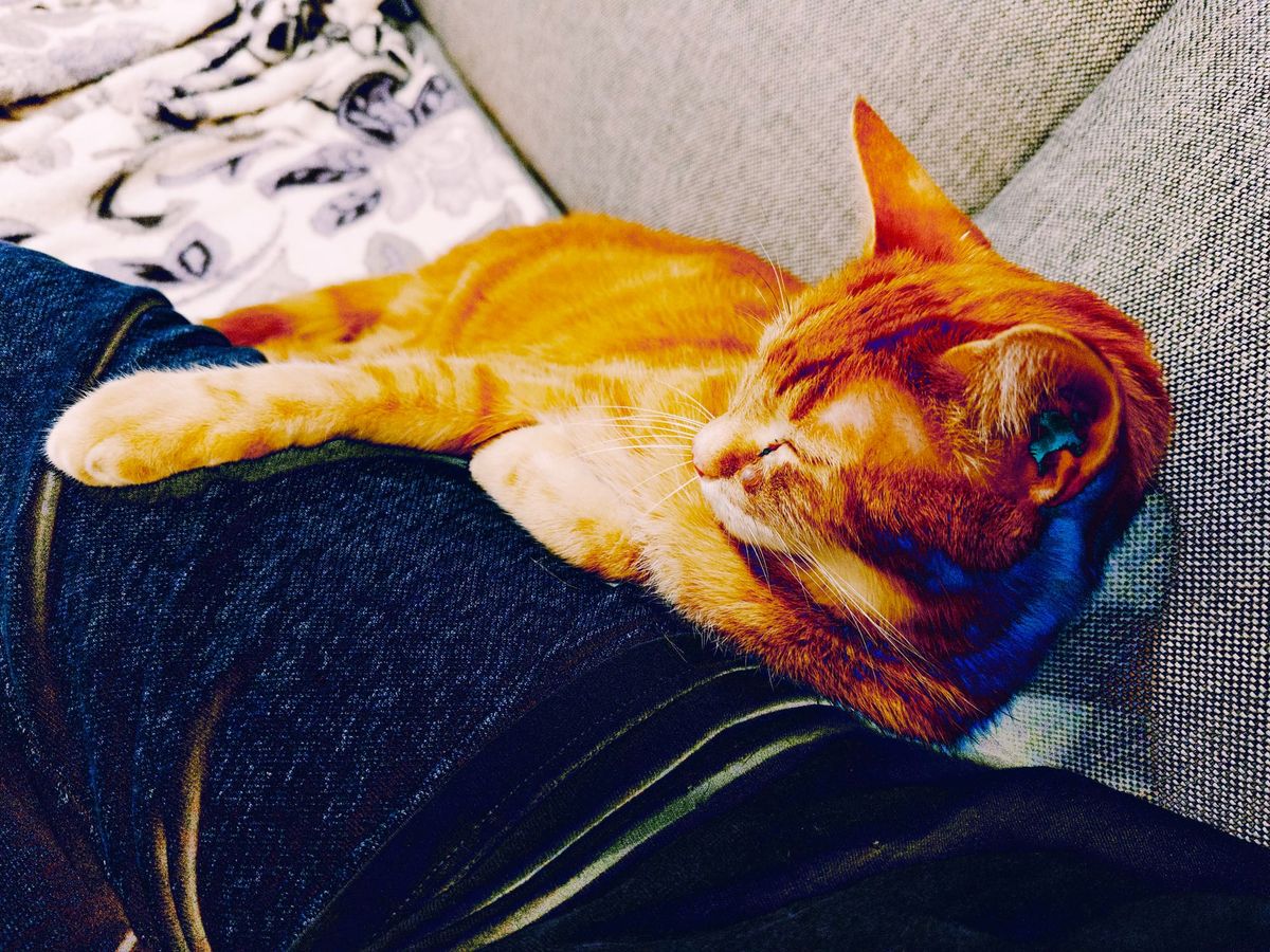Orange tabby lying wedged between the sofa back and someone's leg, his right paw extended and resting on the leg
