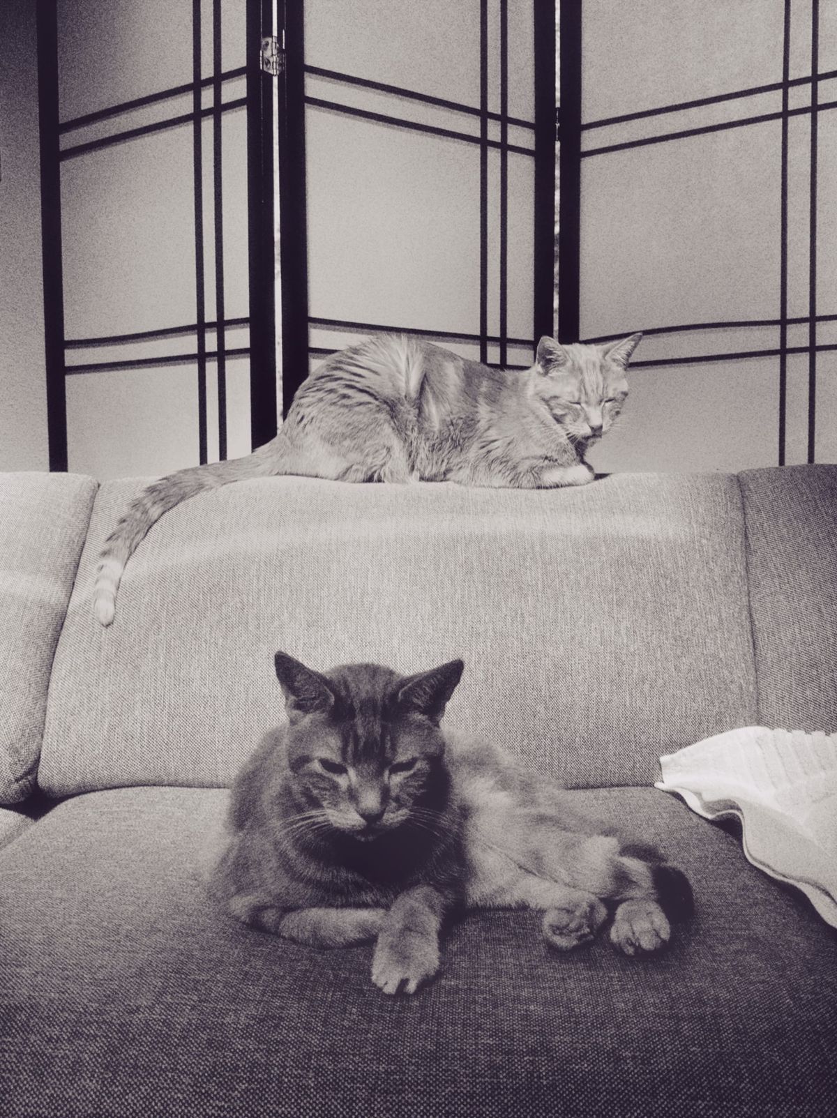Black and white picture of two orange tabbies, one sitting on the back of the couch in brighter sunlight than the other cat sitting on the couch cushion in front.