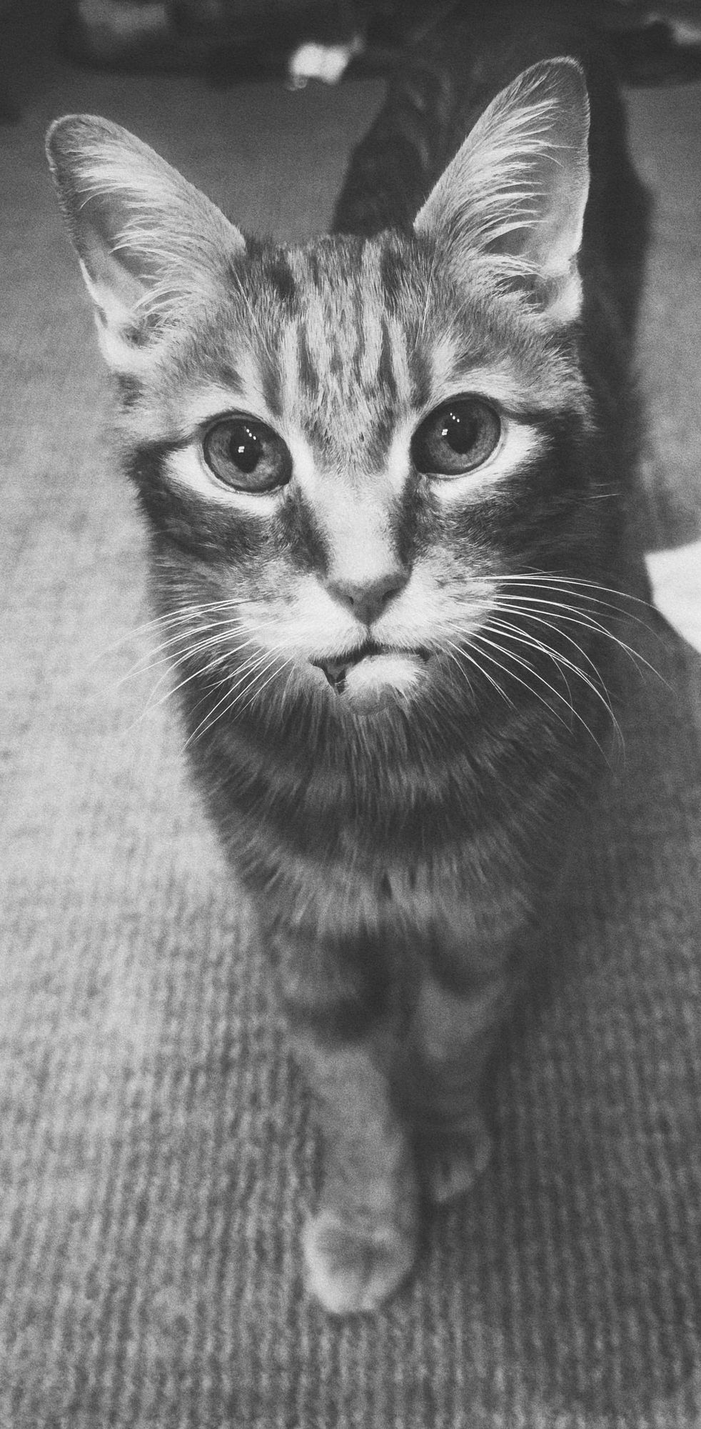 Grainy black and white image of an orange tabby looking at the camera, standing expectantly with wide, beckoning eyes