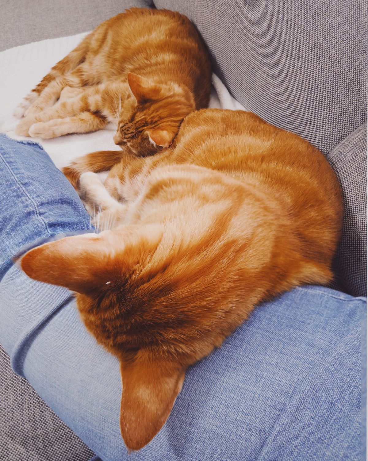Two orange tabbies lying down on a couch, the cat in front draped over someone's outstretched leg, the other cat lying on the first cat's back feet