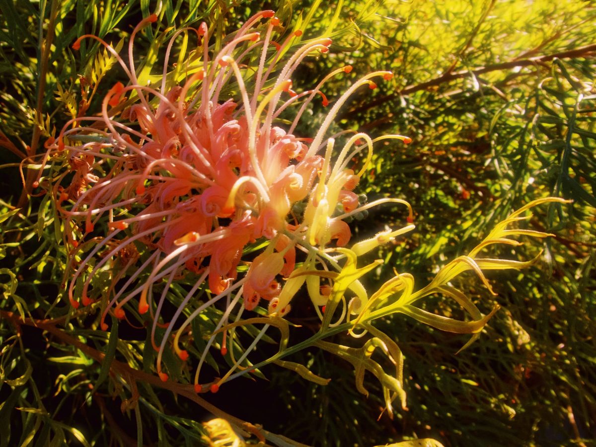 Close up of a grevillea, or "spider flower", a pink and yellow flower with lots of curly stem-like, projections that make it look like fireworks
