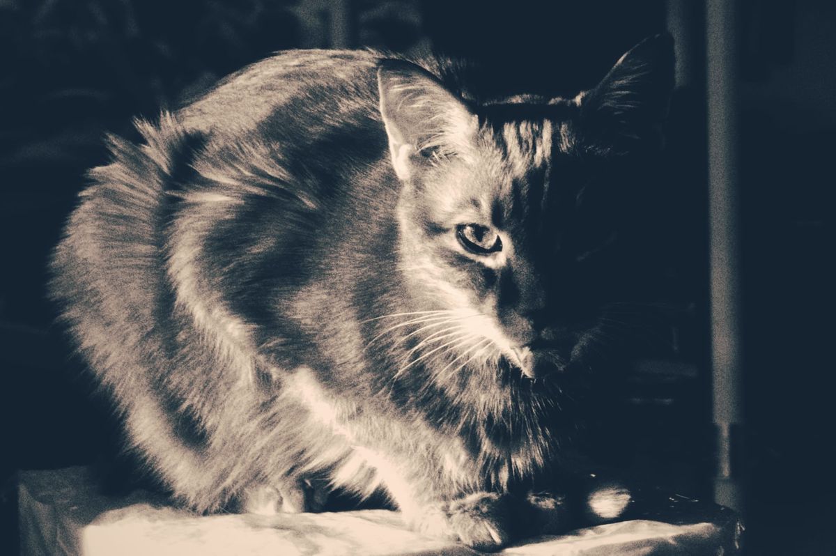 Black and white picture of an orange tabby sitting in the late afternoon sun, looking at the camera, the left half of his face covered by very dark shadow