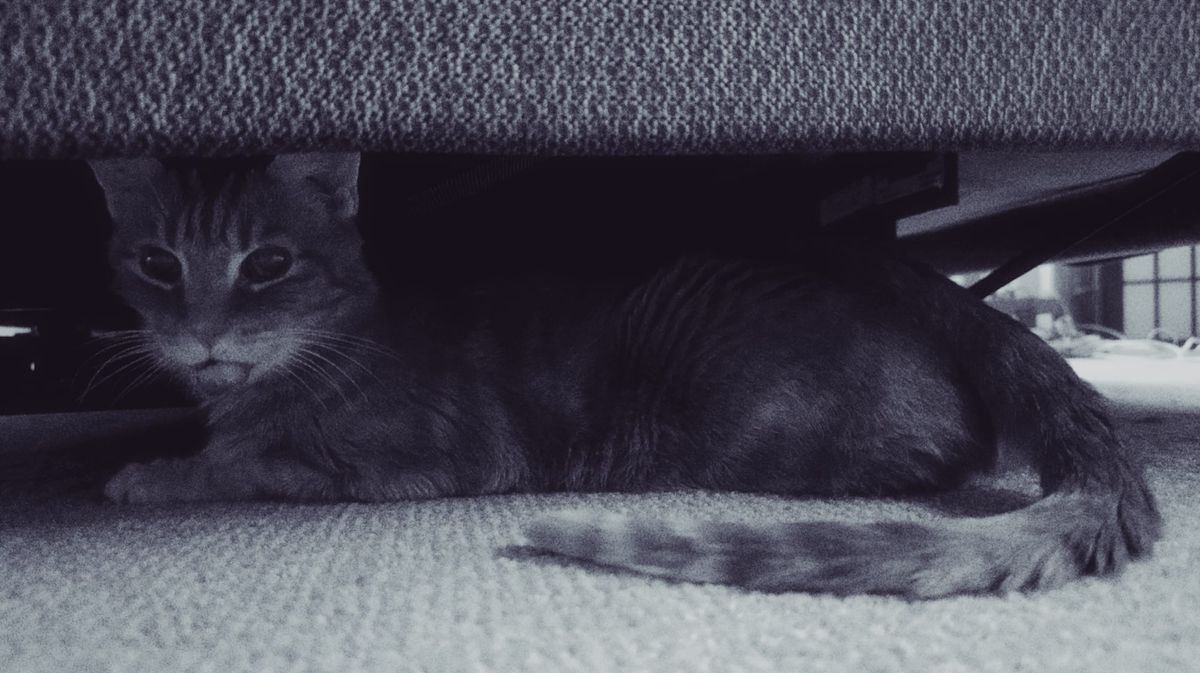 Grainy black and white image of an orange tabby lying on the carpet under a bed frame, looking slightly to the left of the camera