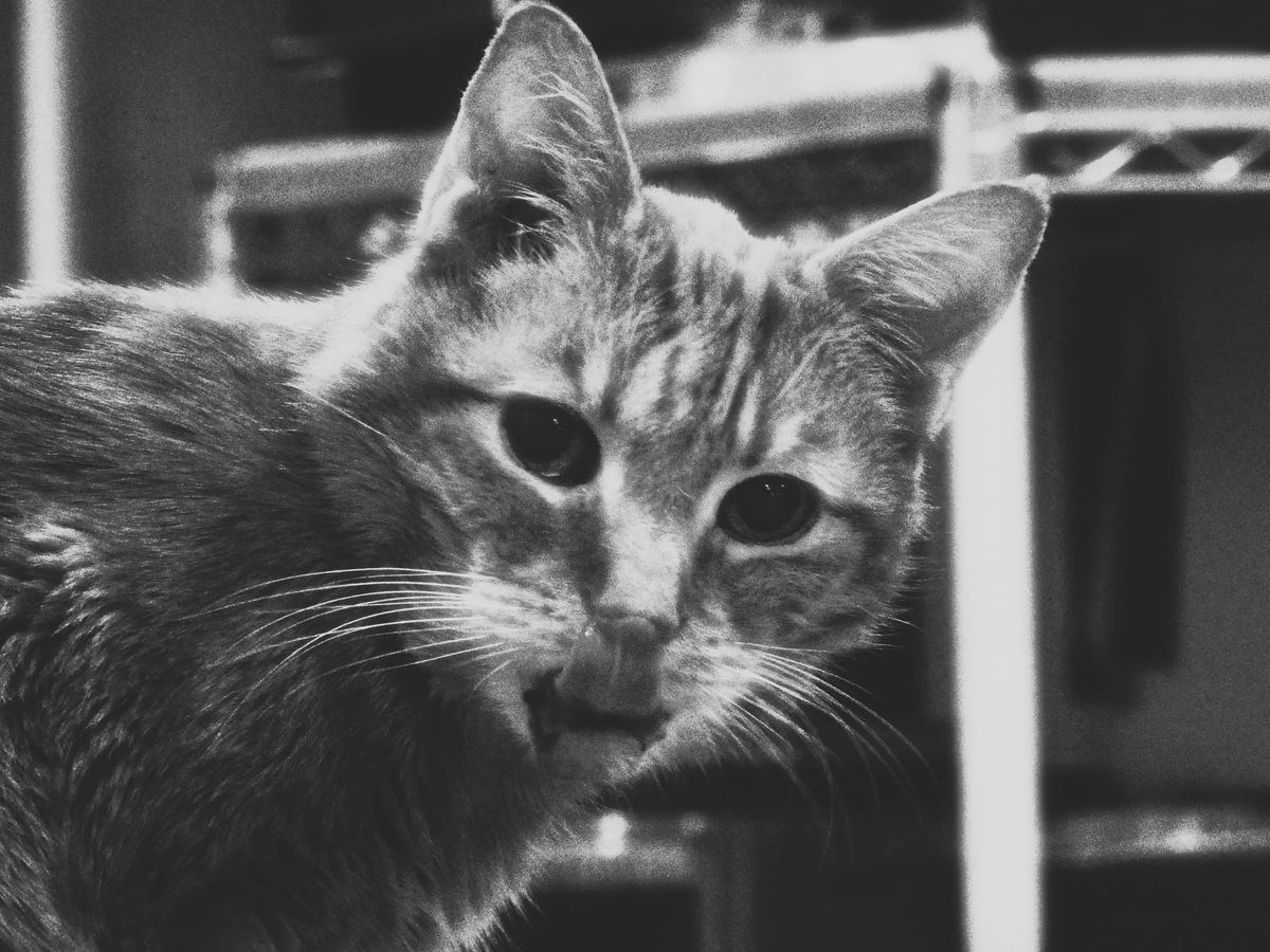 Grainy, contrasty black and white close up on an orange tabby’s face looking at the camera, his tongue licking his nose