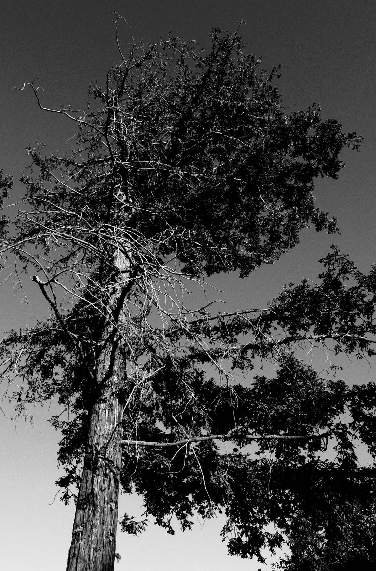 Black and white image of a gnarly tree with branches reaching all over the place