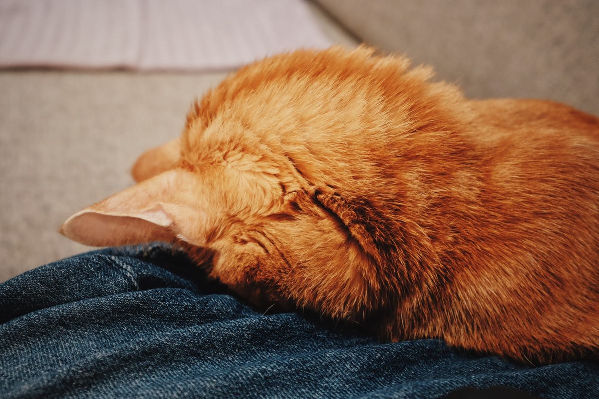 An orange tabby faceplanting on a folded, jeans-wearing leg, with the fur on the back of his head all poofed out