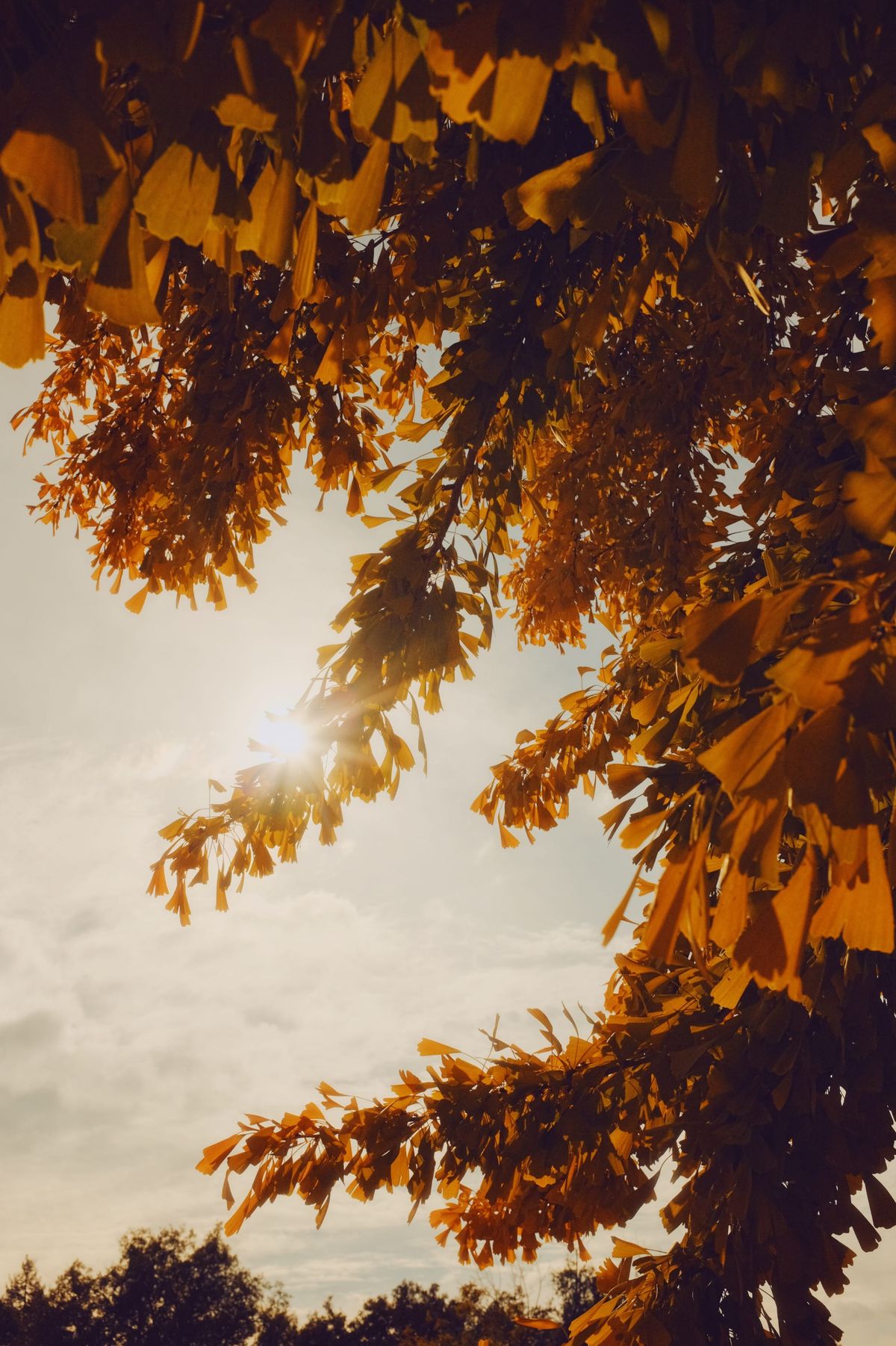 Sultry image of gingko tree branches with golden orange leaves curling in a kind of "c" shape in the frame, a bright sun shining through a middle branch, cloud blanketed sky in background