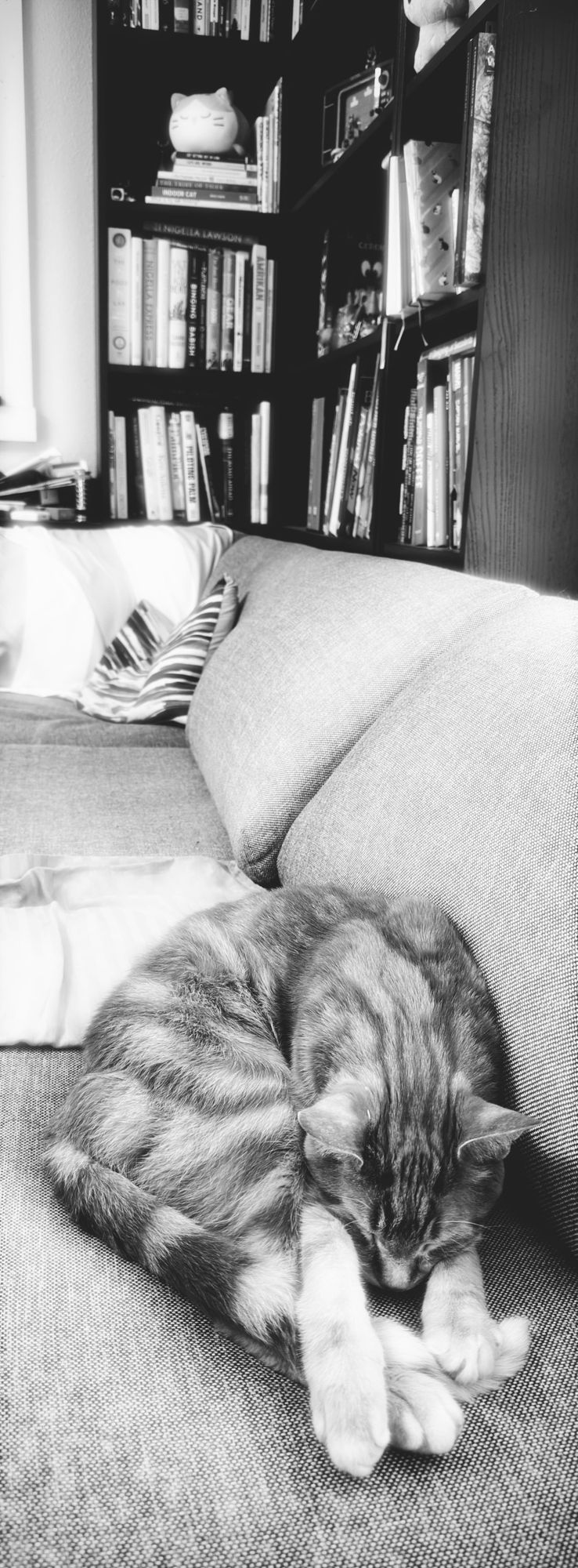 Black and white vertical panoramic shot of an orange tabby folded in half, napping on a couch, a corner bookshelf in the background