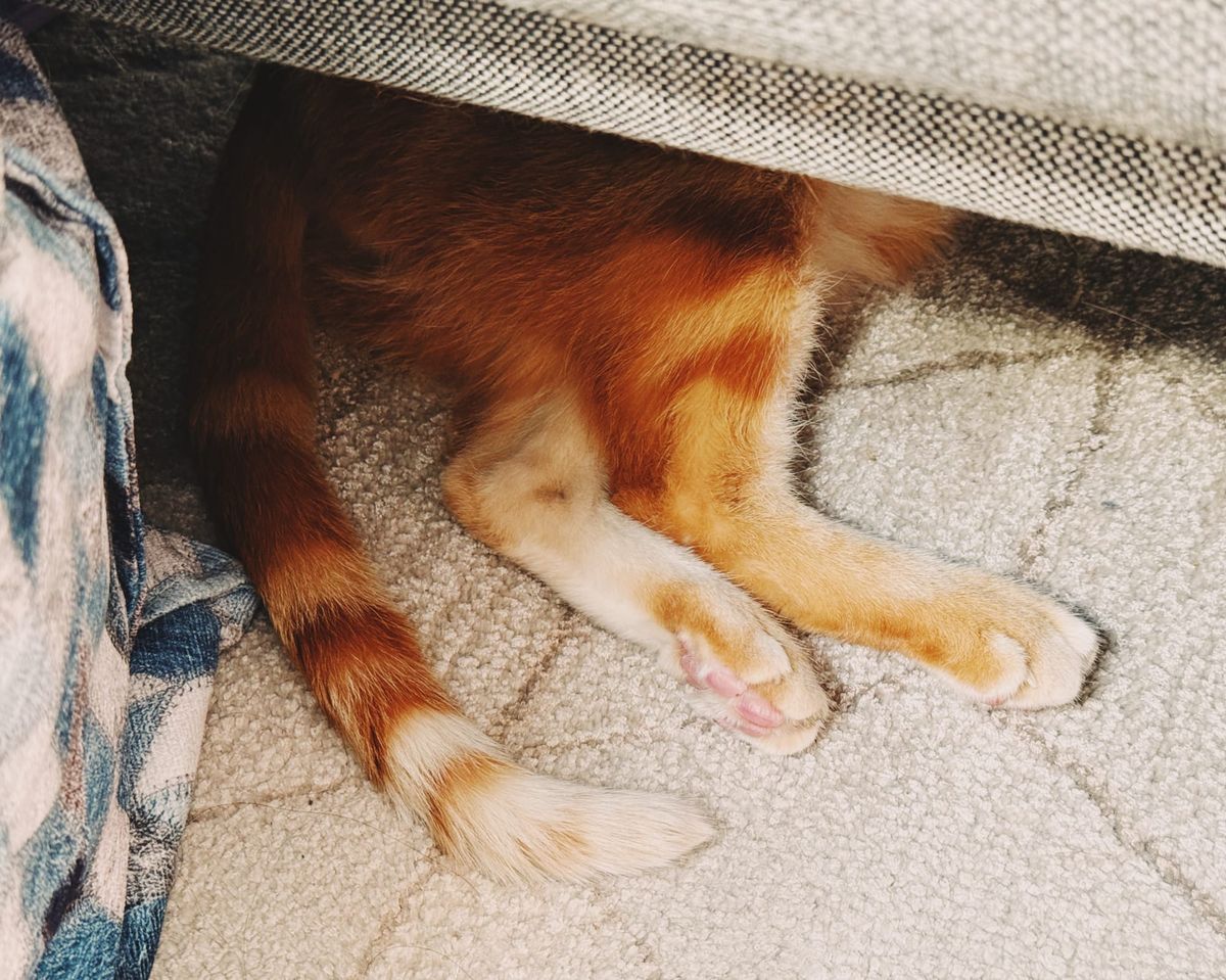 An orange tabby's back feet and tail are sticking out from under a gray sofa, a blue and gray ottoman cube is visible on left of frame