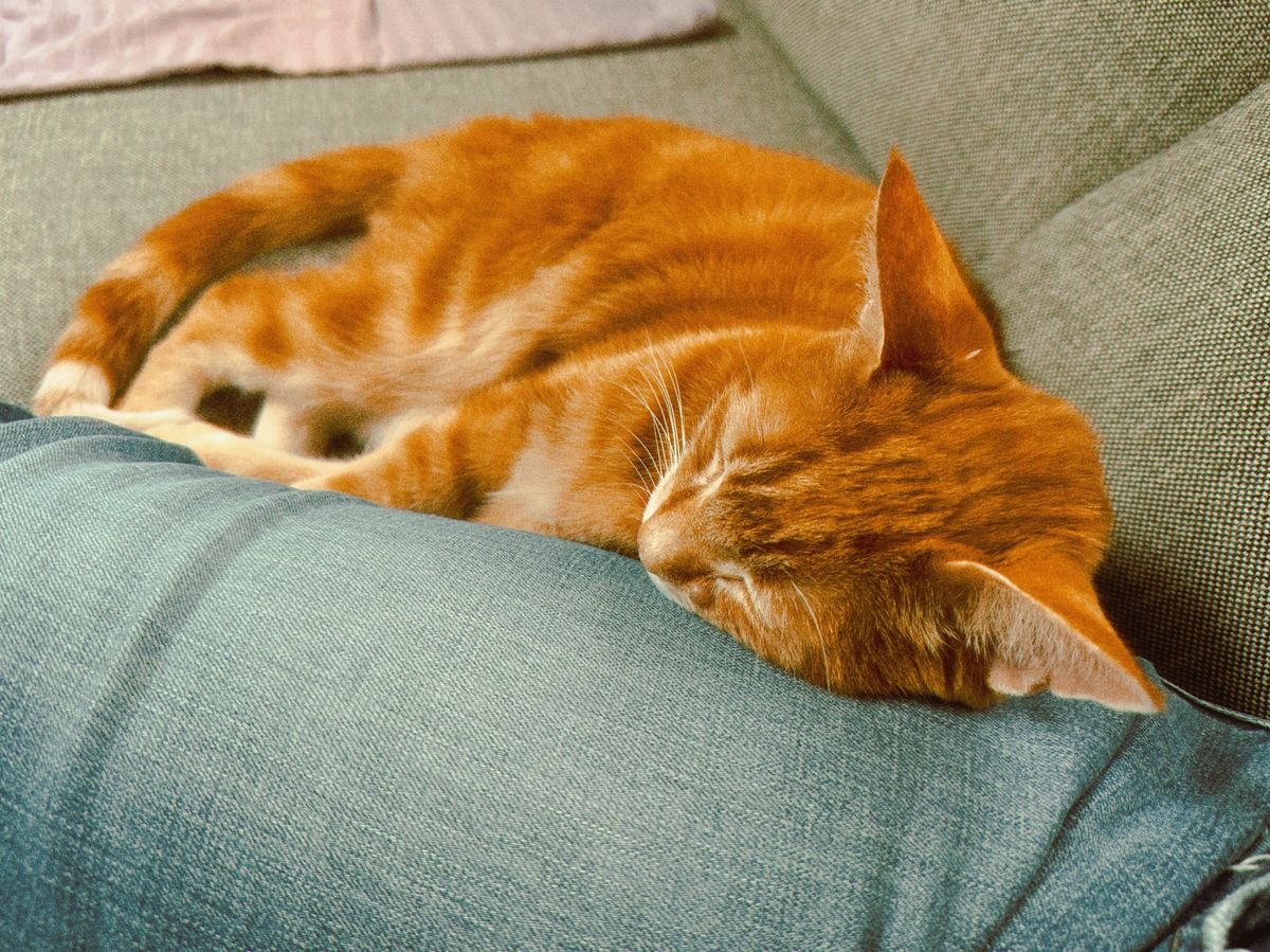 Orange tabby cat lying against an outstretched leg on a couch