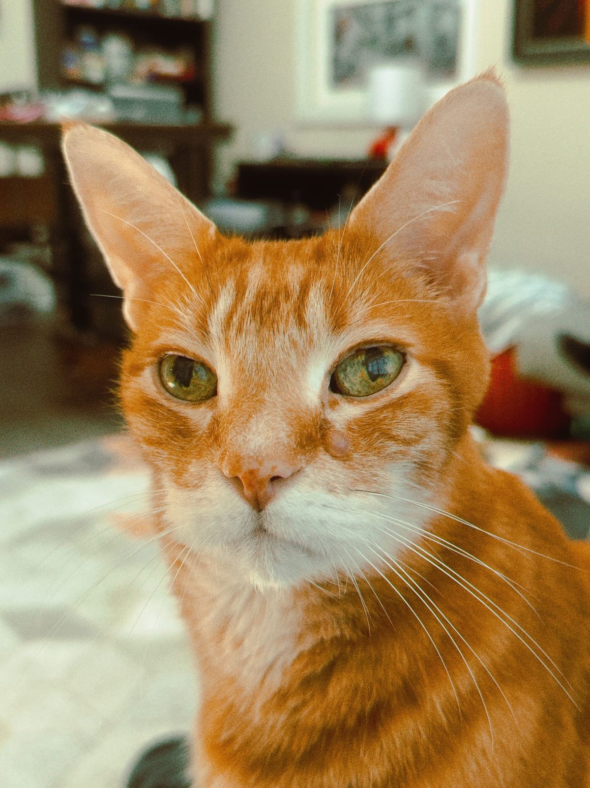 Close-up portrait of an orange and cream tabby looking at the camera