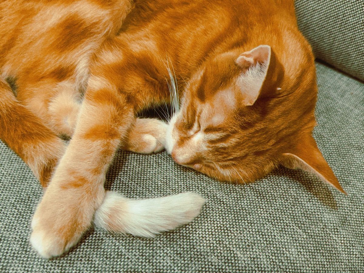 Orange tabby sleeping on a gray couch, his paw on his tail
