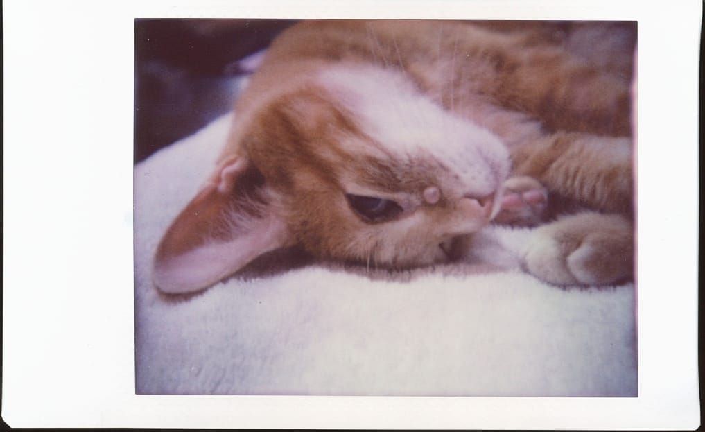 Close up of an orange tabby's face which is upside down on a white towel he's using as a bed