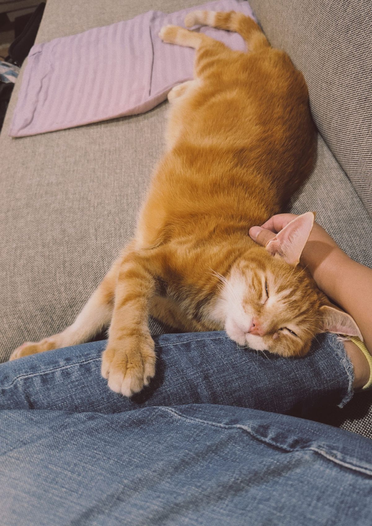Orange and cream tabby stretched out on a gray couch with his head against someone's folded leg, his right paw outstretched holding the leg
