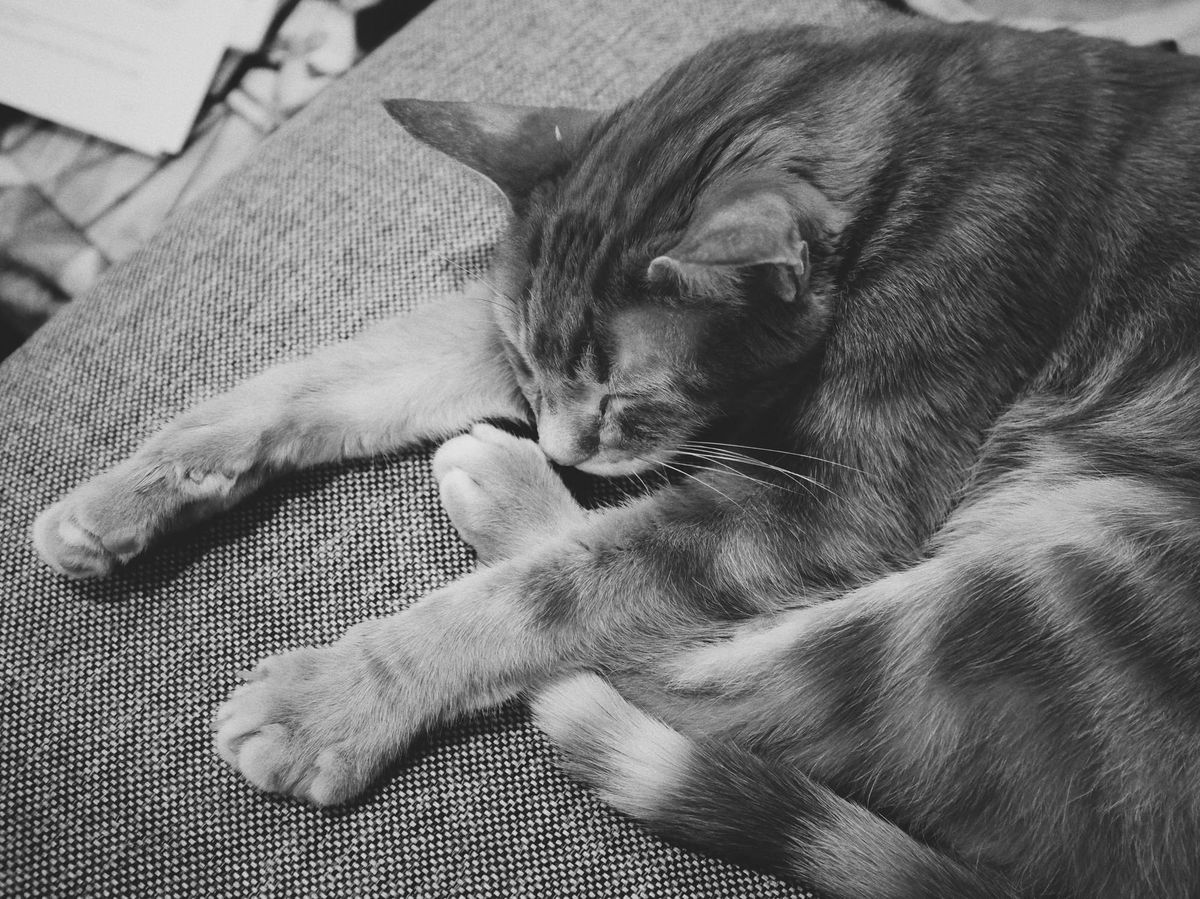 Black and white image of an orange and cream tabby lying on a sofa, his front paws outstretched, and his left back foot angled near his face, under his left arm