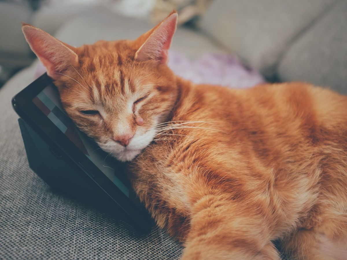 Close up on an orange tabby's upper torso, using a propped up e-reader tablet as a pillow