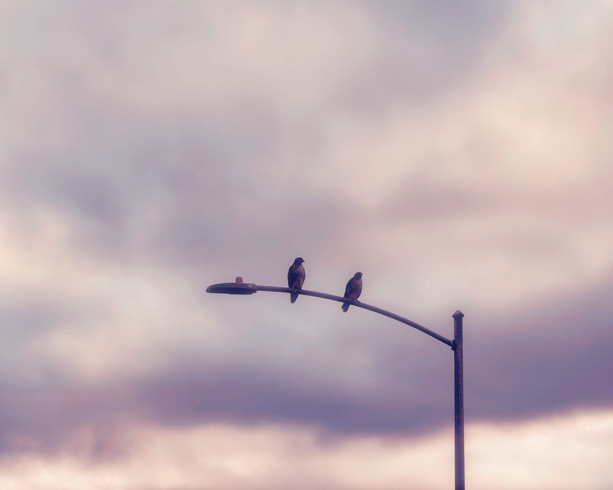A dreamy picture of two large birds (possibly hawks?) perched on a streetlight, a cloudy sky in the background