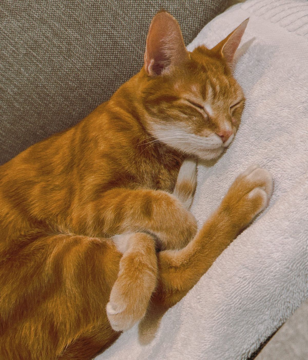 An angled picture of an orange and cream tabby lying on a white towel on a gray sofa, his paws kind of tangled up with his tail and back foot