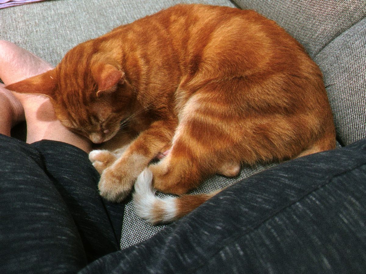Orange and cream tabby curled up on a gray couch, his head leaning against someone's ankle