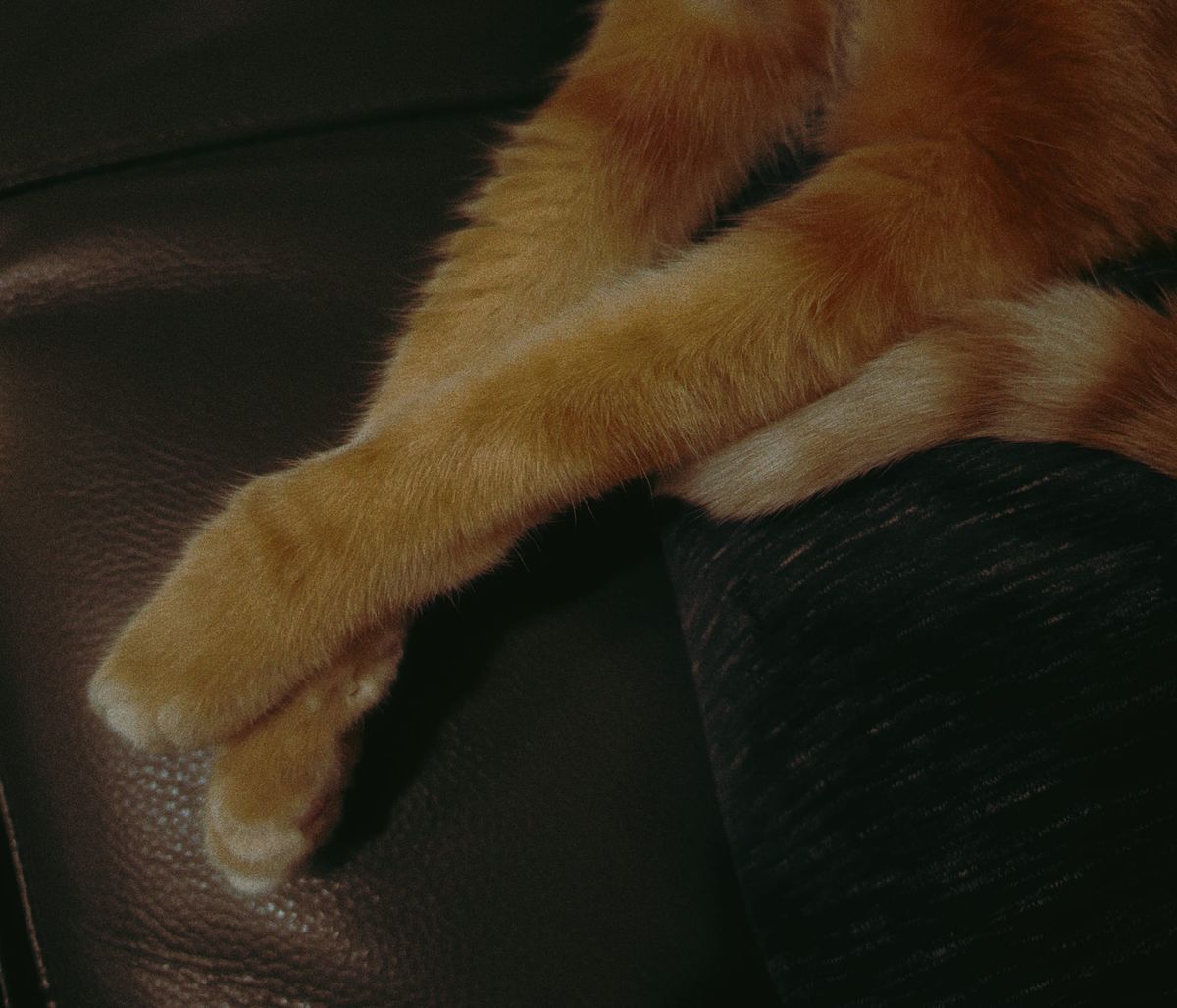 Close-up on an orange and cream tabby's crossed front paws, the tip of his tail visible from the right of the frame, caught under his left front arm
