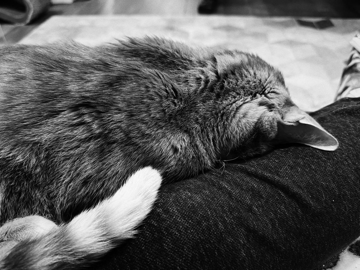 Black and white close up of a cat faceplanted on someone's extended legs on a couch