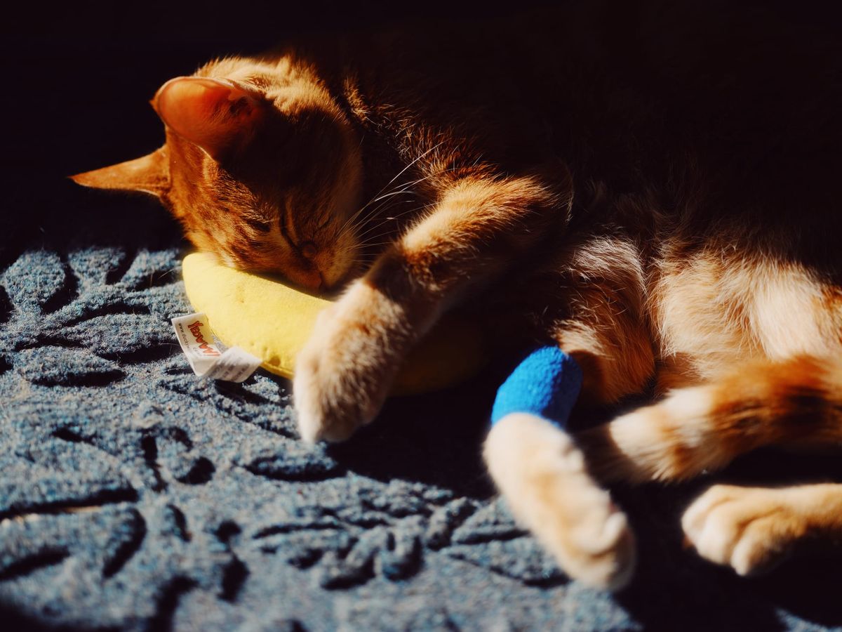 Orange and cream tabby lying down on a blue mat in a streak of sunlight, hugging a yellow banana toy, a blue gauze wrap around his right ankle