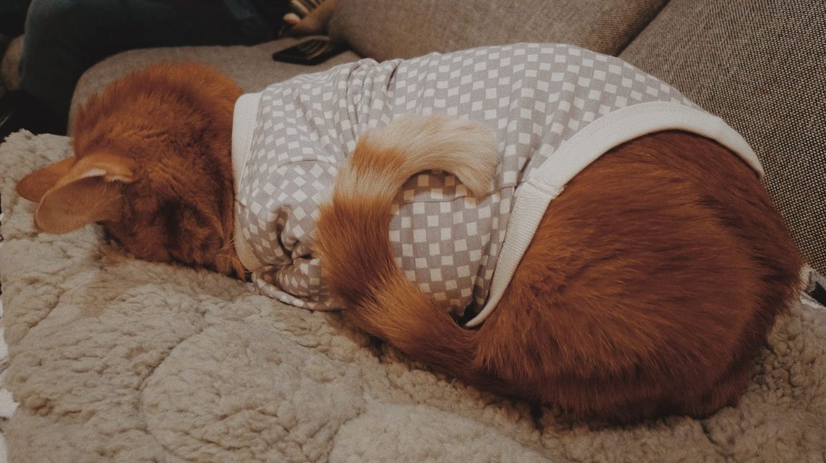 Orange and cream tabby cat in a baby onesie faceplanting on a fuzzy cat bed