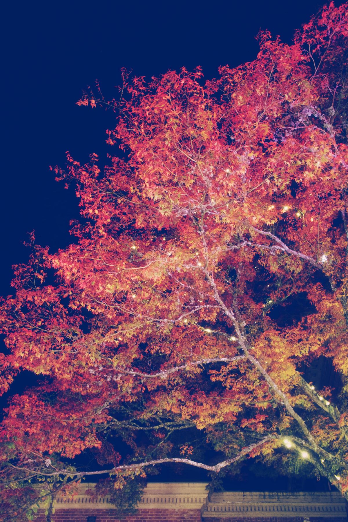 A maple tree lit up with white holiday lights, sporting red, orange, and yellow leaves against a night sky