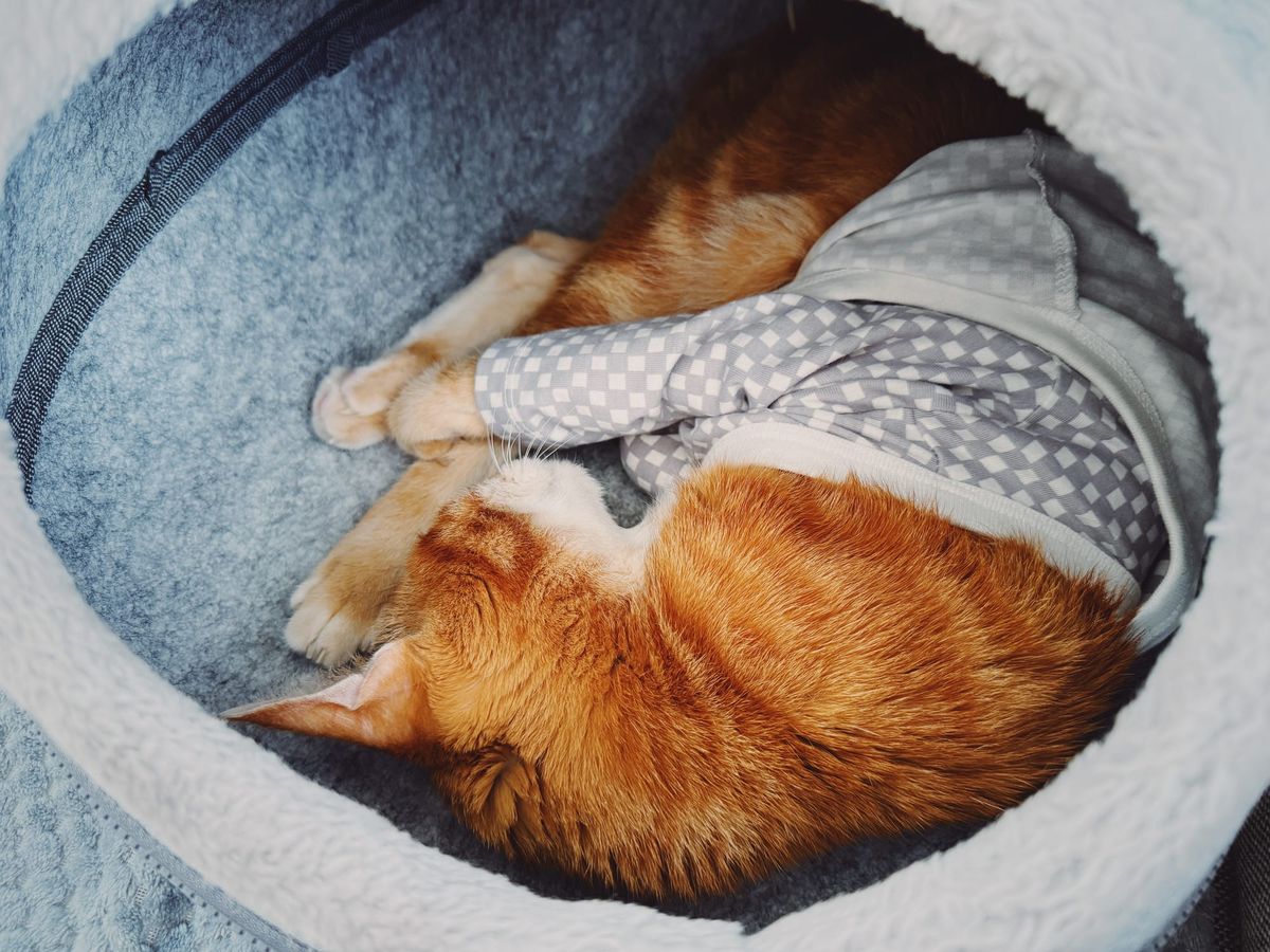 An orange and cream tabby cat wearing a baby onesie with a gray and white checker pattern, curled up in a gray felt "cave" bed