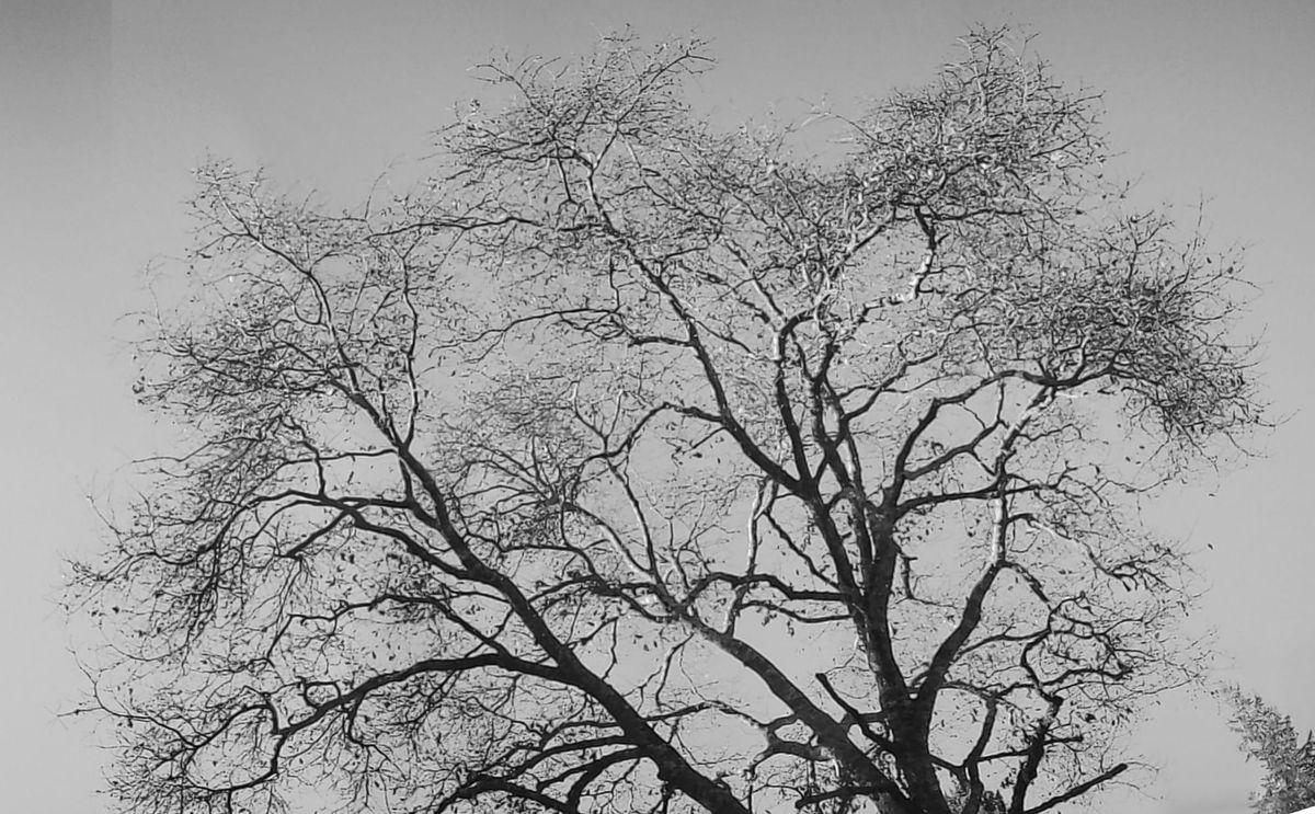 Black and white stitched panorama of a bare tree's branches against a clear afternoon sky