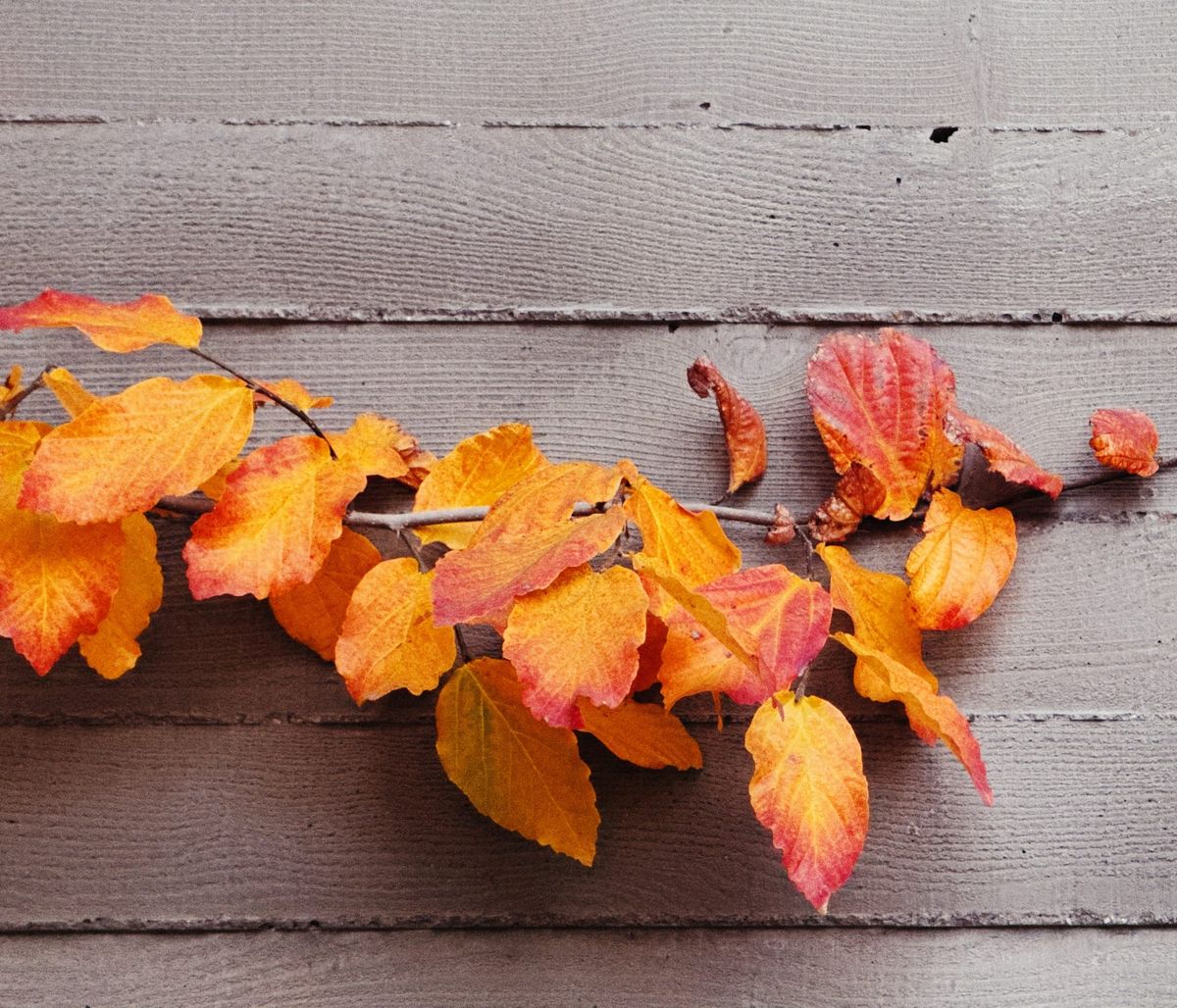 Close up of a tree branch with fall-colored leaves (red, orange, and yellow gradient) against a gray concrete wall with wood grain texture