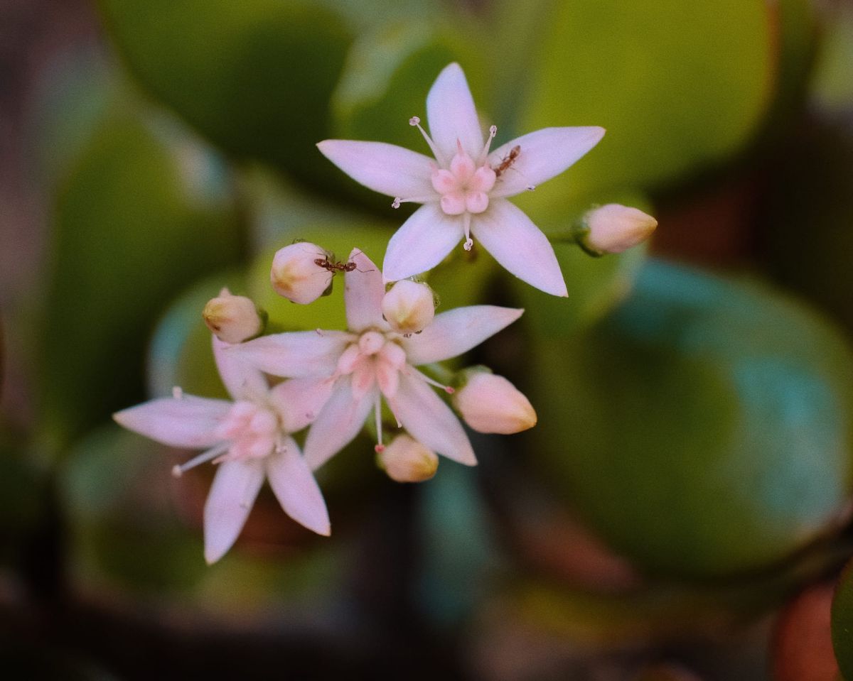 Close up of a cluster of soft pink jade plant flowers with a couple ants crawling around