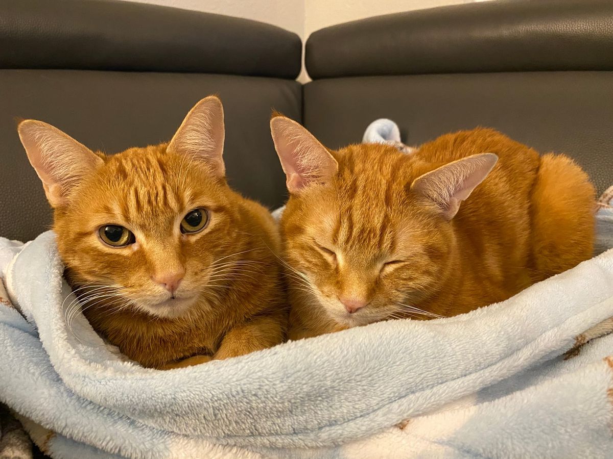 2 orange and cream tabbies loafing together on a blue and white robe; cat on left looking at camera, cat on right has his eyes closed