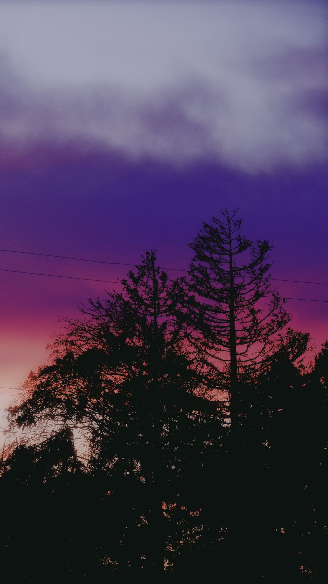 Dense tree silhouettes in front of a vivid sunset sky with a gradient of cream, peach, pink, purple, and indigo, with visible cloud cover at the top