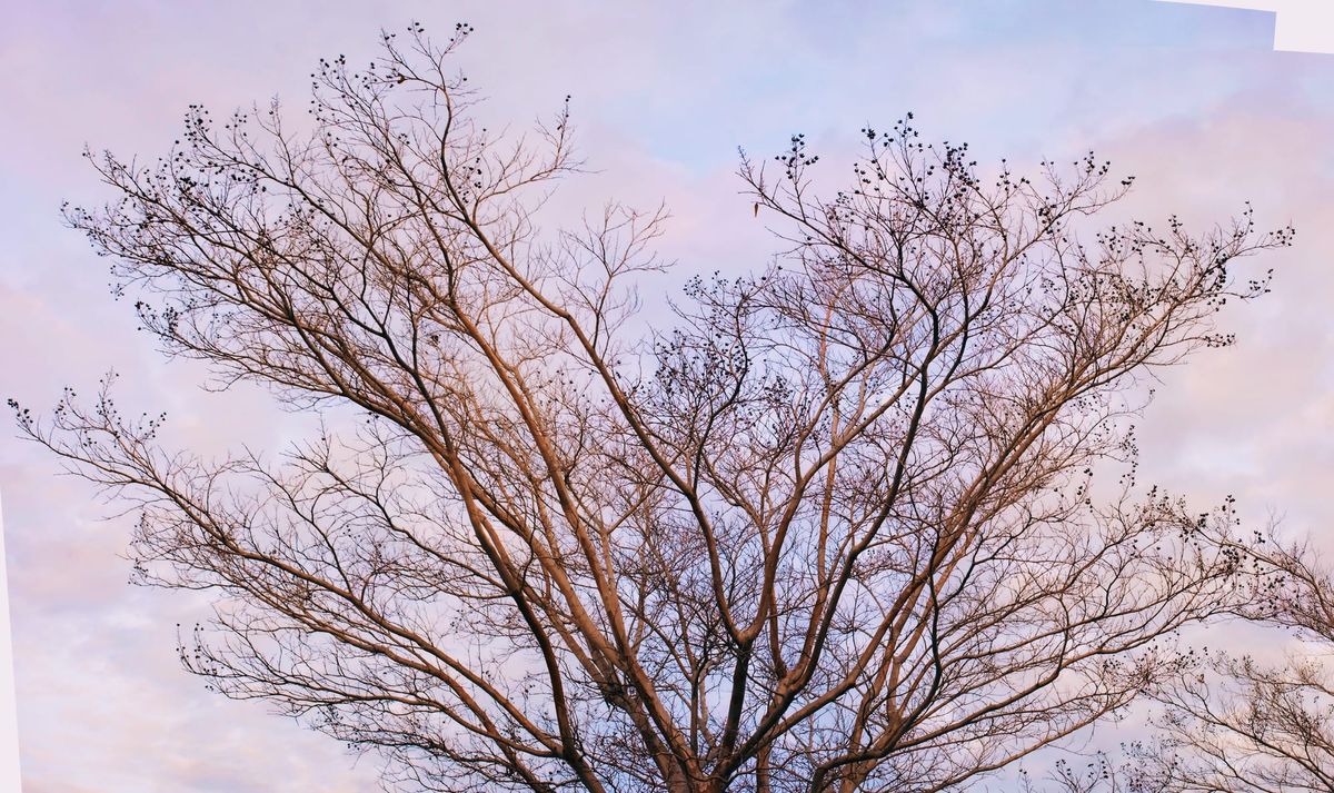 Panorama of bare tree branches with a random scattering of dried seed pods against a washed out, partially cloudy sky