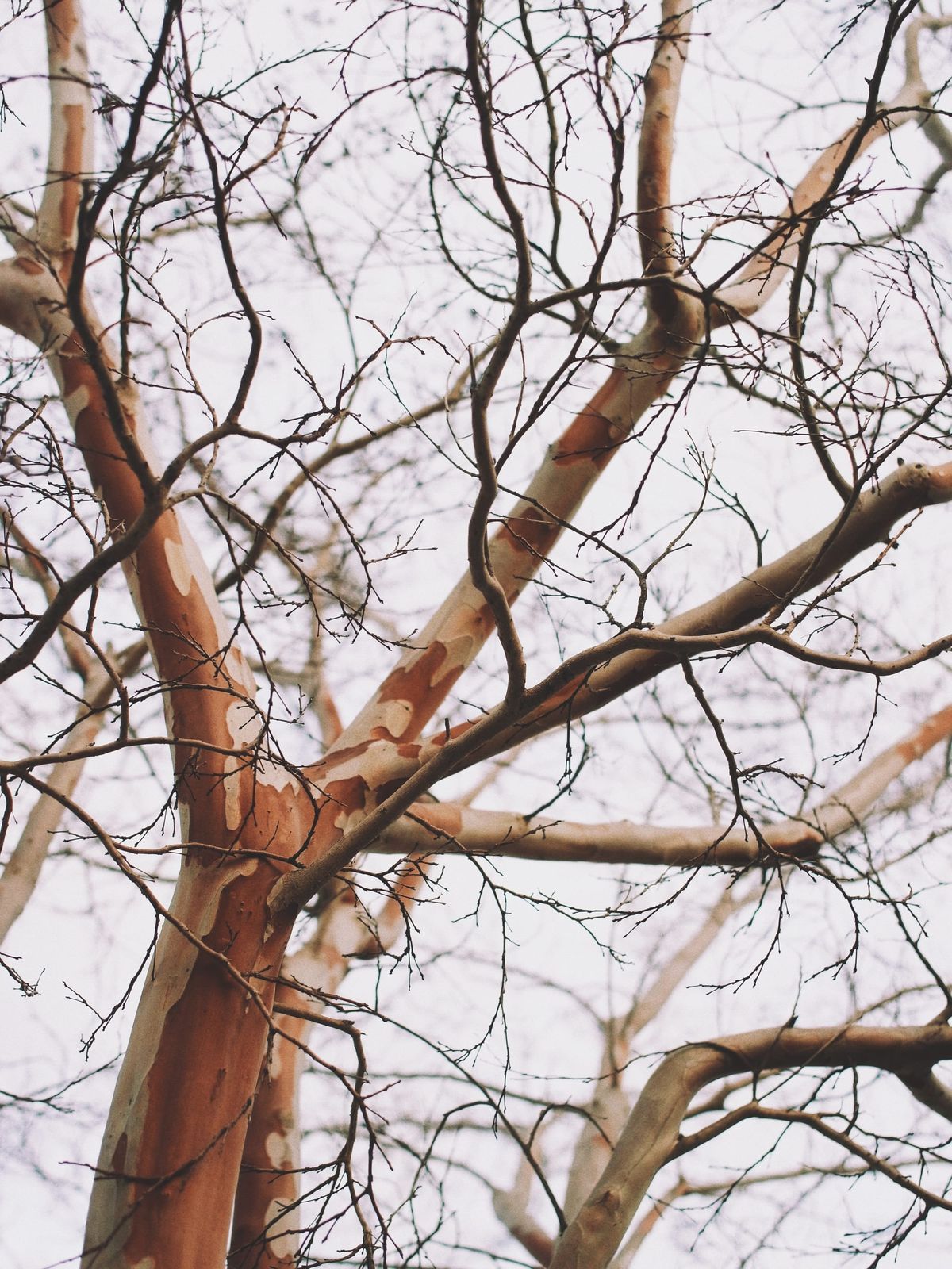 Abstract, close-up image of tree branches with reddish and tan splotchy bark against a gray sky