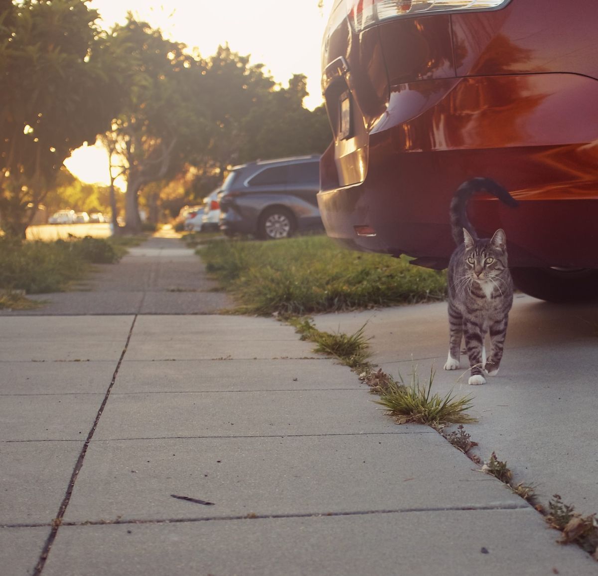 A gray and black tabby cat on a sidewalk, looking towards his right, his tail up and curled right, his front left leg in mid-stride
