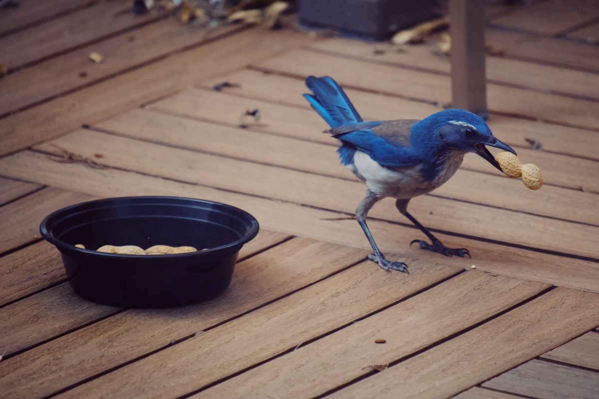 A blue scrub jay holding an unshelled peanut in his mouth, with the black plastic dish of peanuts to the left of him on a backyard deck
