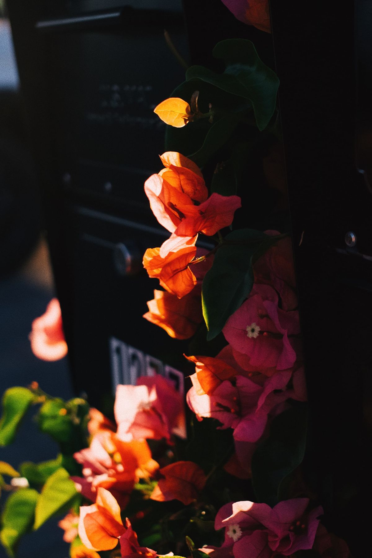 Bougainvillea "flowers" (they're actually called bracts) creeping around a mailbox, some in late evening sunlight, some in shadow