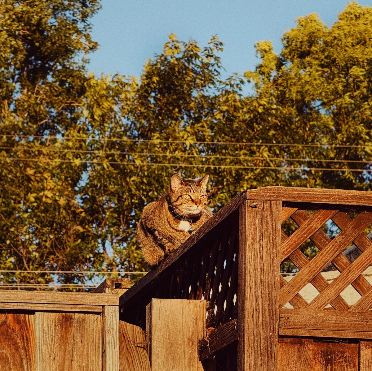 A brown and gray tabby cat sitting at the top of a wooden fence, bathed in early evening sunlight, trees and power lines in the background