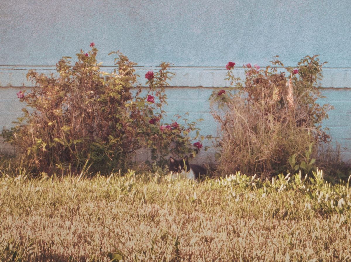 Low-res, noisy picture of a black and white cat sitting low in an overgrown yard, surrounded by some dried out bushes